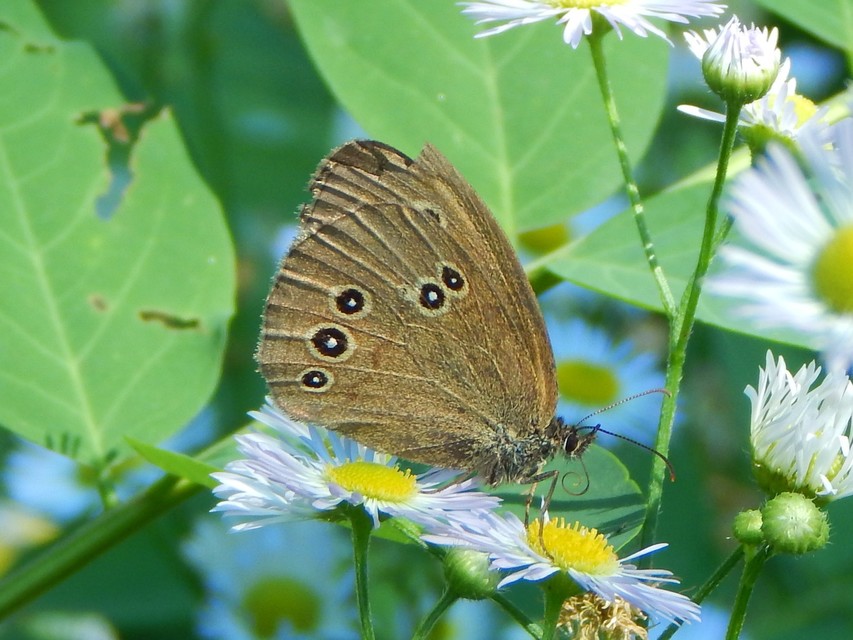 Aphantopus hyperanthus - közönséges ökörszemlepke