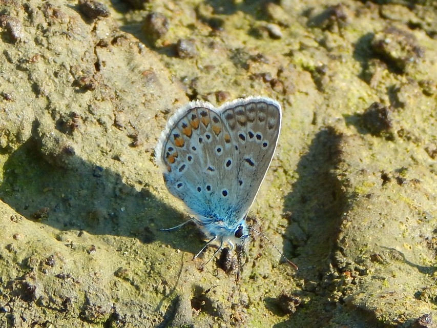 Polyommatus icarus - közönséges boglárka