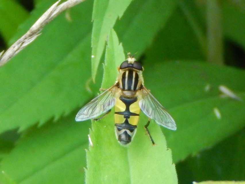 Helophilus trivittatus - nagy mocsárilégy
