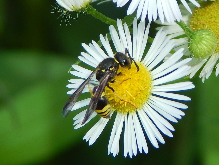 Ancistrocerus