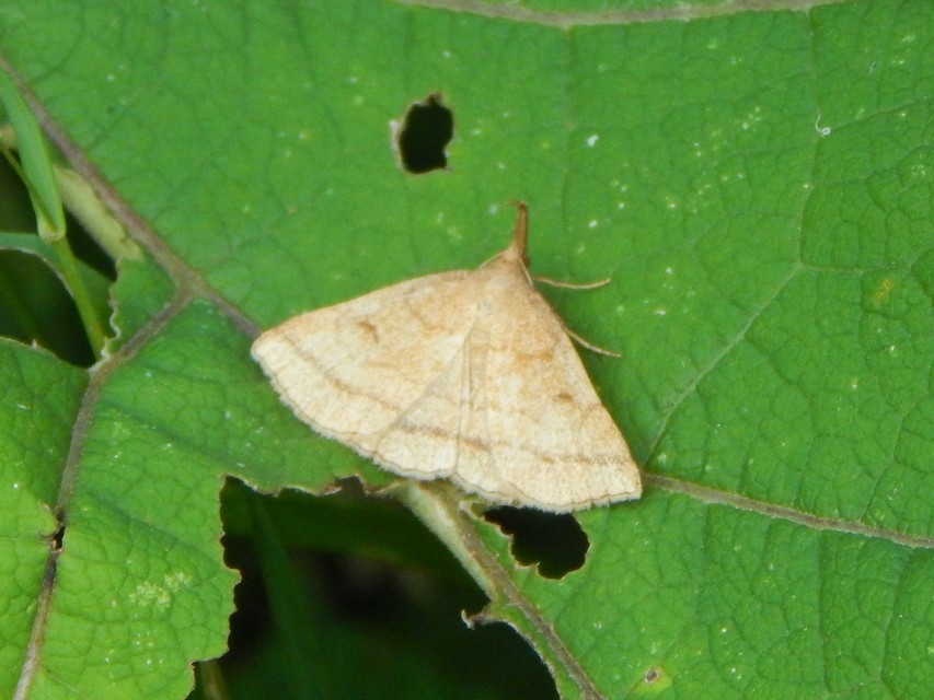 Polypogon gryphalis - láperdei karcsúbagoly