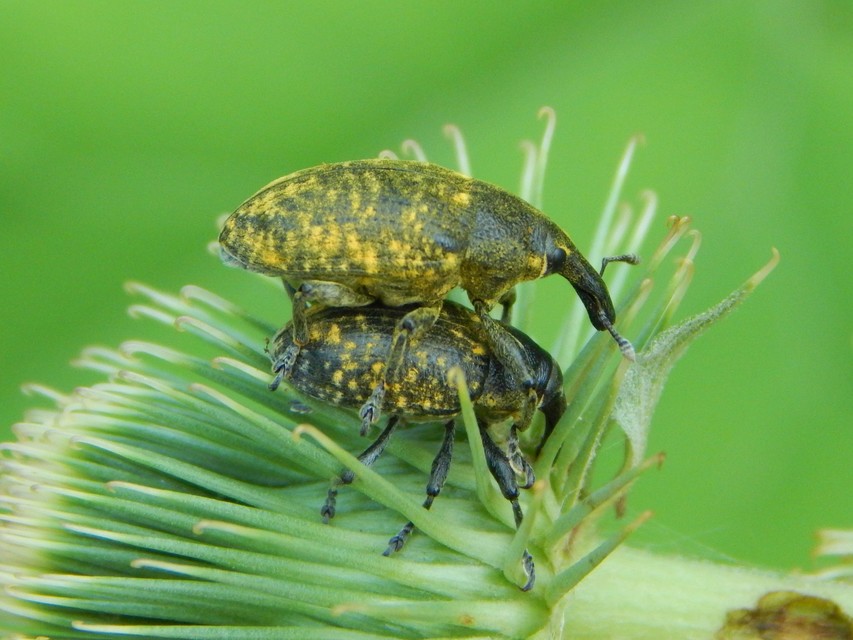Larinus sturnus - aszat-púderbarkó