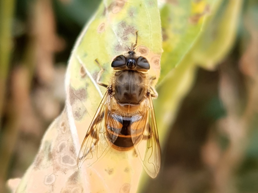 Eristalis tenax - közönséges herelégy