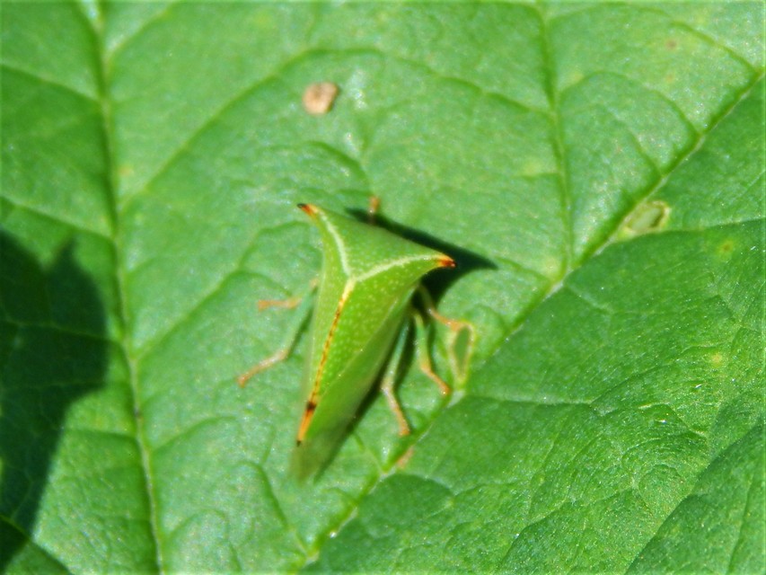 Stictocephala bisonia - bivalykabóca