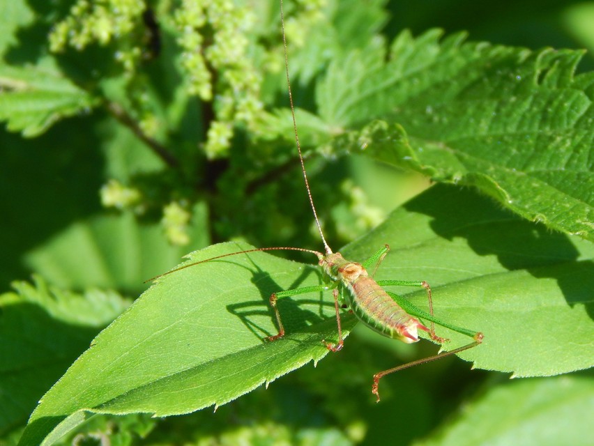 Leptophyes albovittata - közönséges virágszöcske