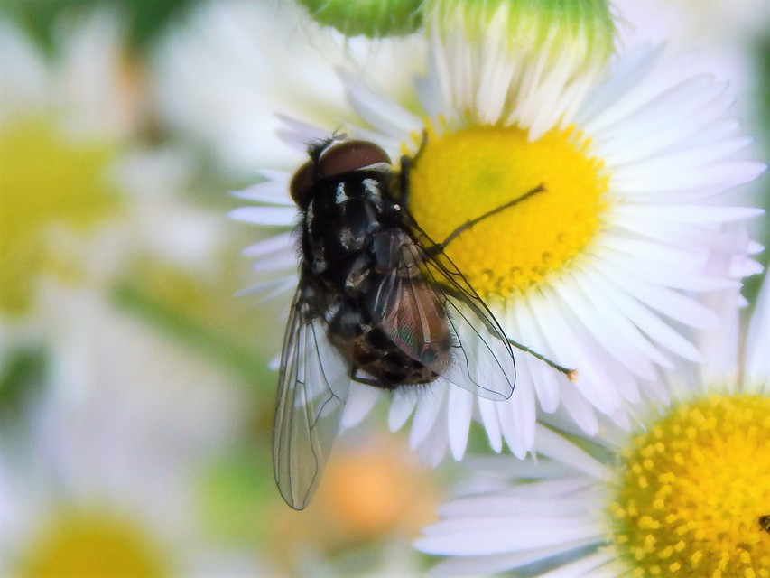 Graphomya maculata