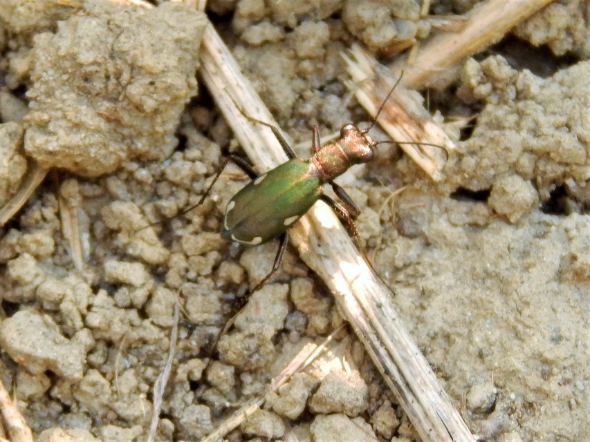 Cylindera germanica - parlagi homokfutrinka