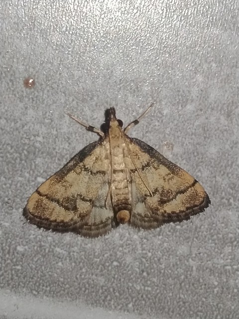 Metasia ophialis - kígyósávos tűzmoly