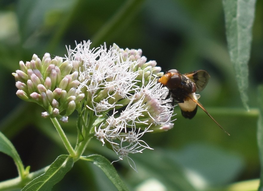 Volucella pellucens - üvegpotrohú pihelégy