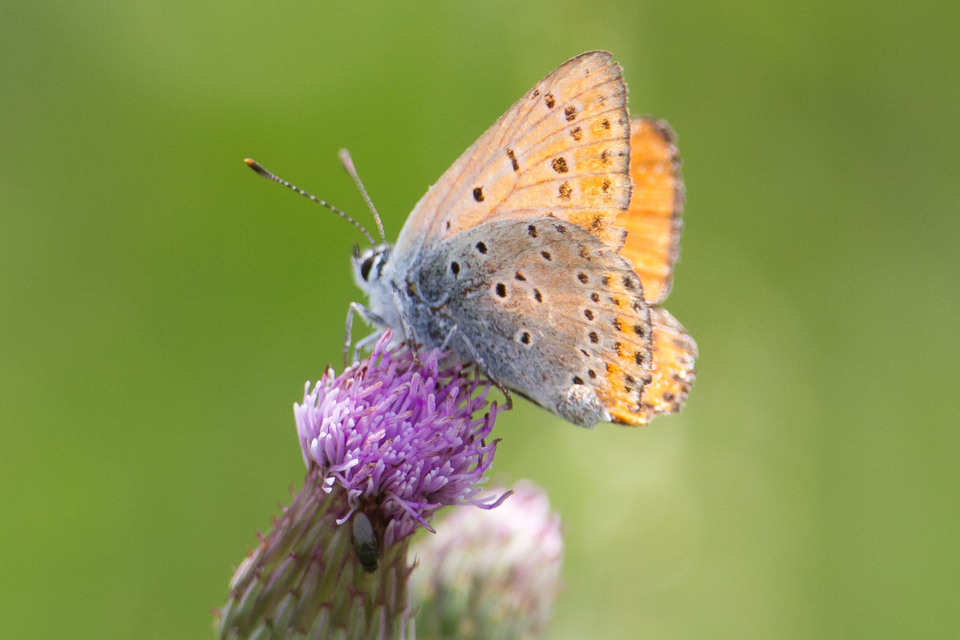 Lycaena thersamon - kis tűzlepke