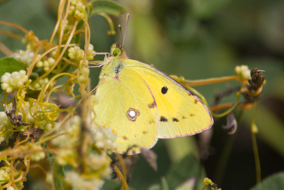 Colias croceus - sáfránylepke