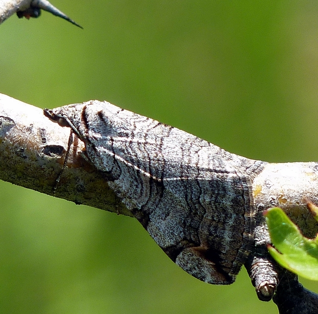 Aplocera efformata/plagiata