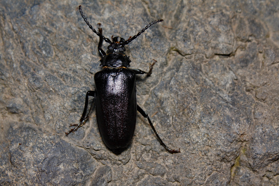 Prionus coriarius - csőszcincér