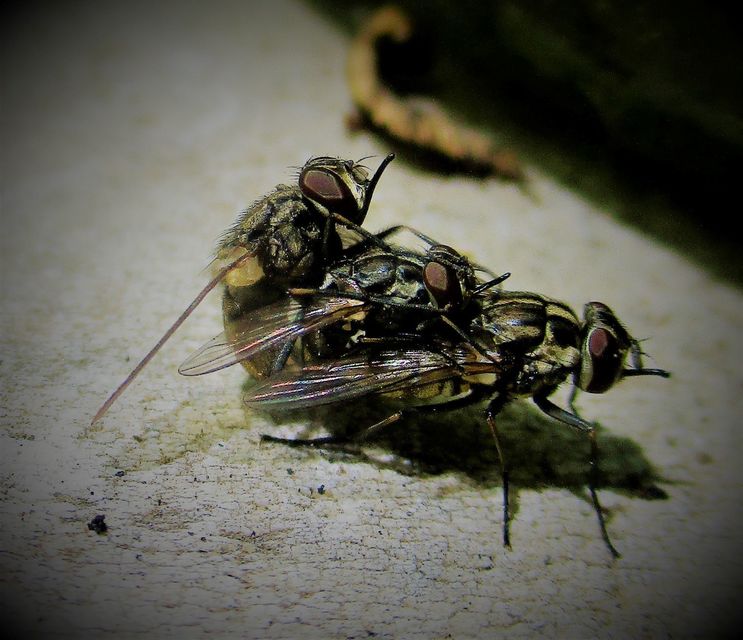 Stomoxys calcitrans - szuronyos istállólégy