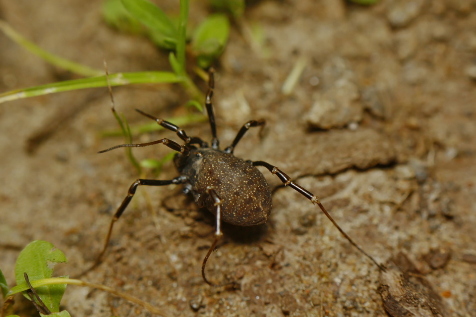 Egaenus convexus