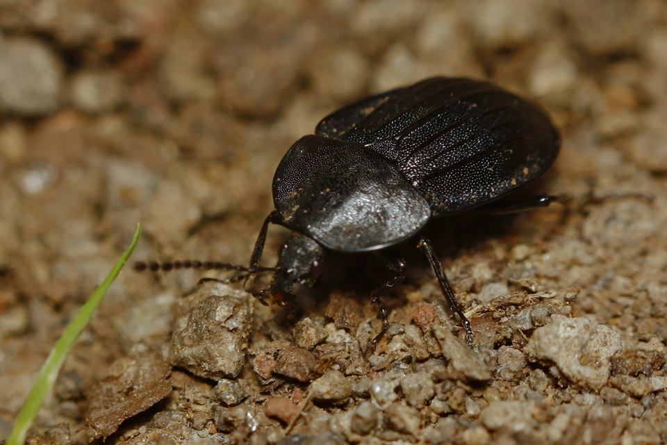Phosphuga atrata - bordás csigarabló