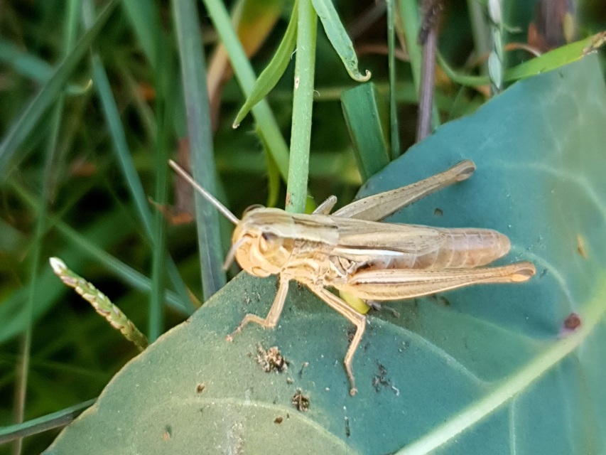 Euchorthippus declivus - rövidszárnyú rétisáska