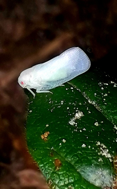 Flatidae - lepkeszárnyú kabócák