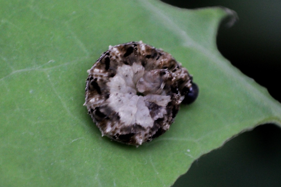 Tenthredo bipunctula