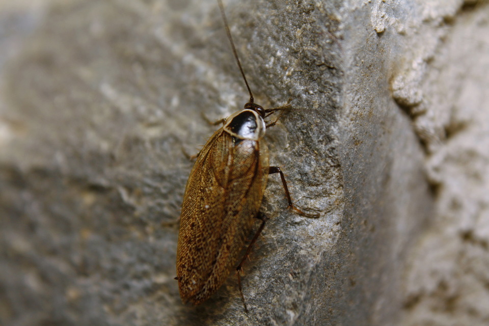 Ectobius sylvestris - fekete erdeicsótány