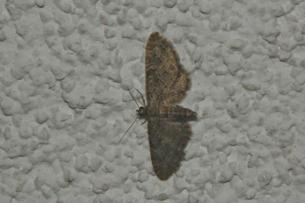 Eupithecia orphnata - kockásrojtú törpearaszoló