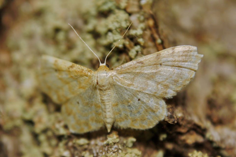 Hydrelia flammeolaria - narancssárga araszoló