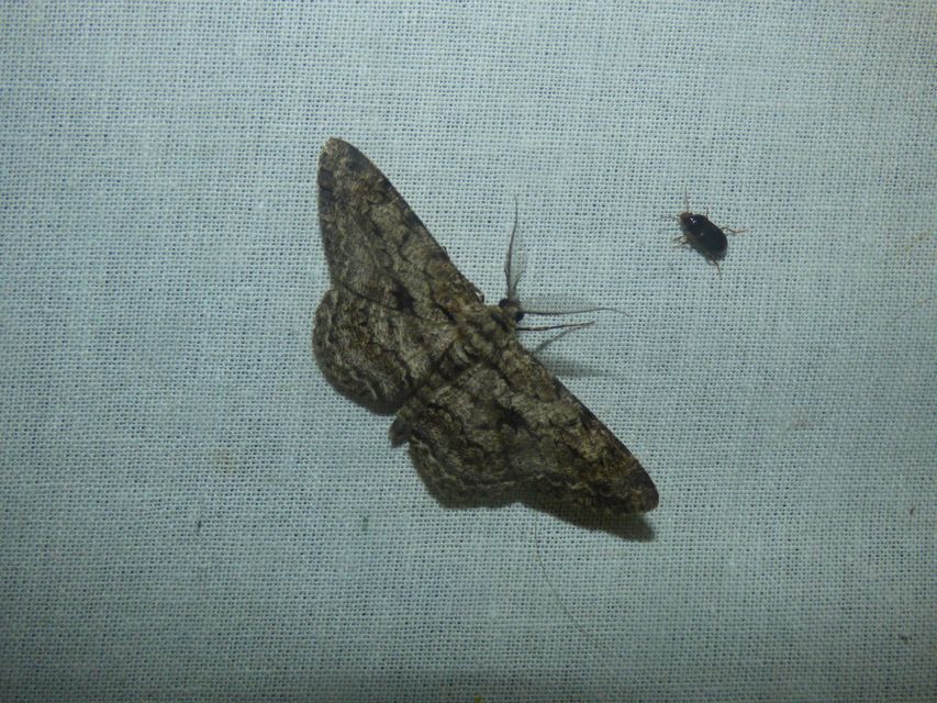 Hypomecis roboraria - nagy tölgyfaaraszoló
