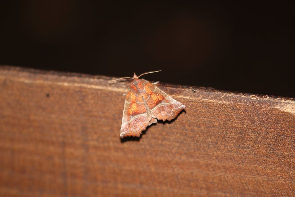 Scoliopteryx libatrix - vörös csipkésbagoly