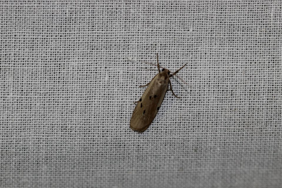 Pelosia muscerda - hamvas zuzmószövő