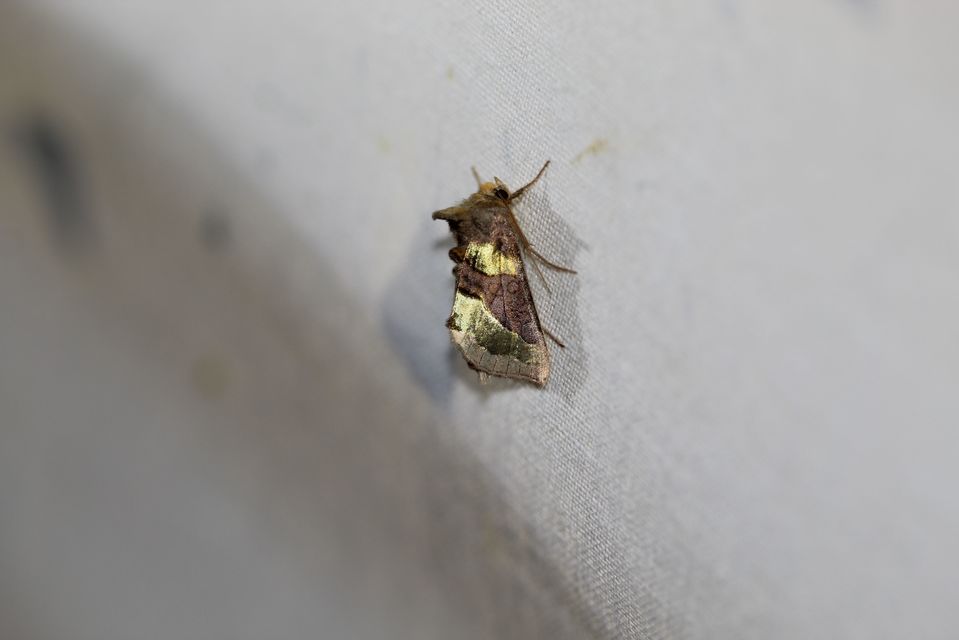 Diachrysia chrysitis - aranybagoly