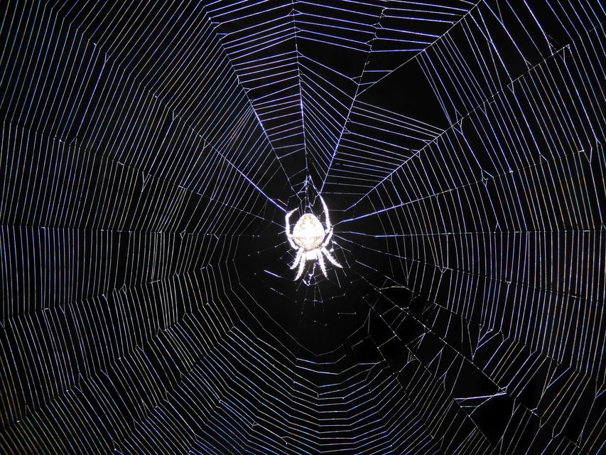 Araneus circe/angulatus