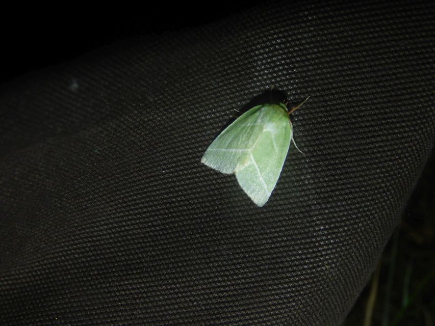 Pseudoips prasinana - bükkfa-zöldbagoly