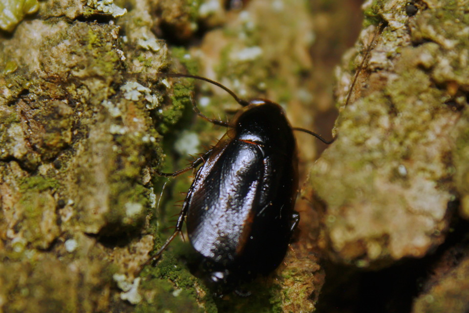 Phyllodromica latipennis - szélesszárnyú avarcsótány