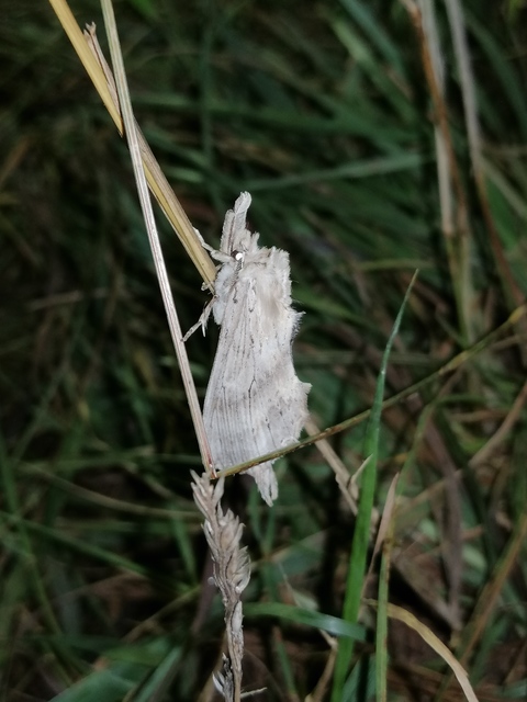 Pterostoma palpina - csőrös púposszövő