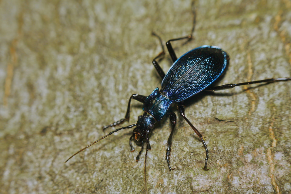 Carabus intricatus - kék laposfutrinka