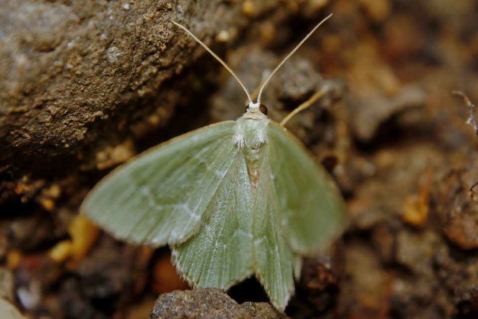 Hemithea aestivaria - nyír-zöldaraszoló