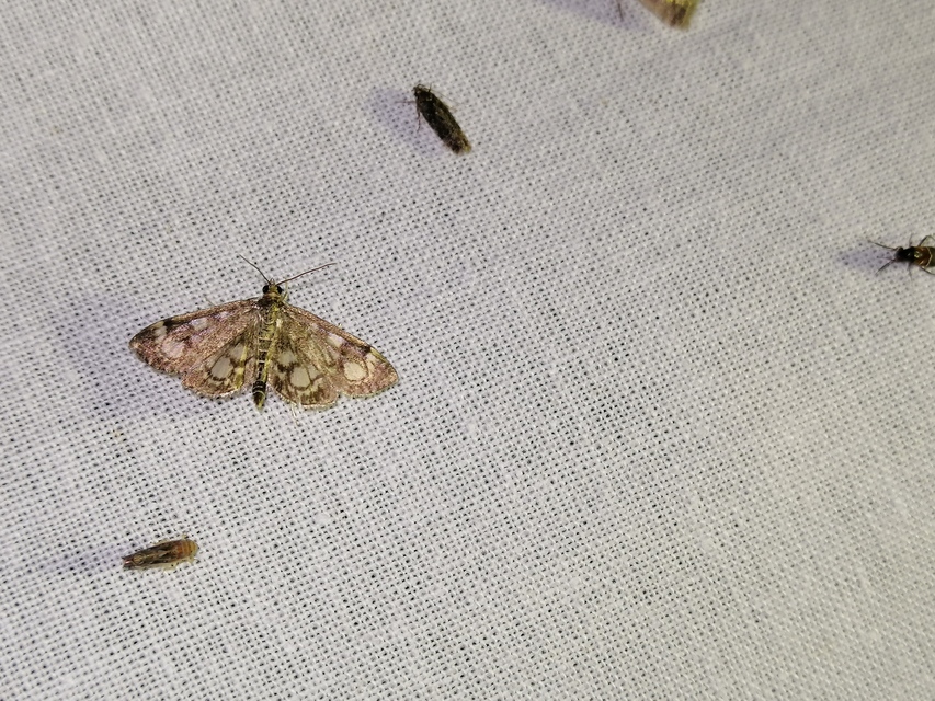 Anania coronata - koronás dudvamoly