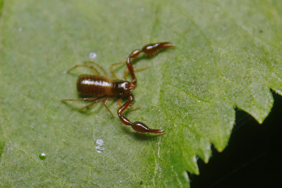 Neobisium