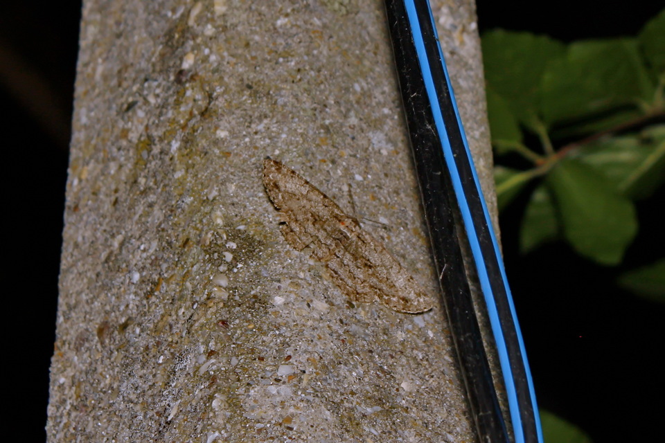 Hypomecis roboraria - nagy tölgyfaaraszoló