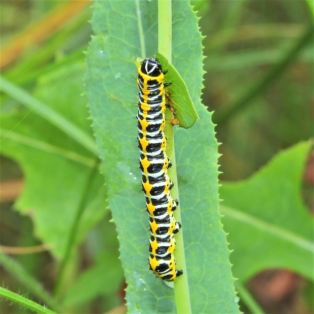 Cucullia lactucae - saláta-csuklyásbagoly