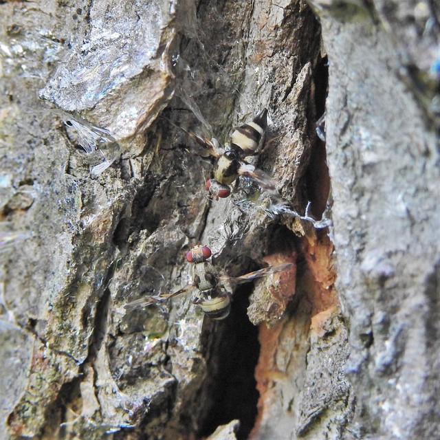 Myennis octopunctata