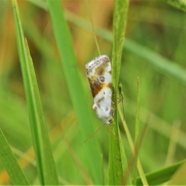 Ponometia candefacta - parlagfűbagoly