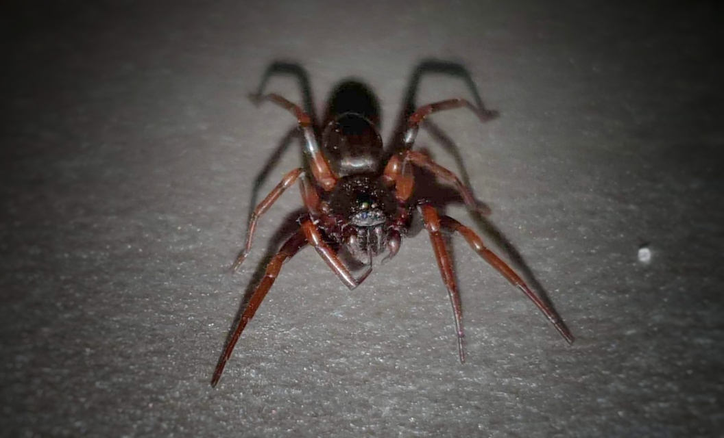 Cetonana laticeps