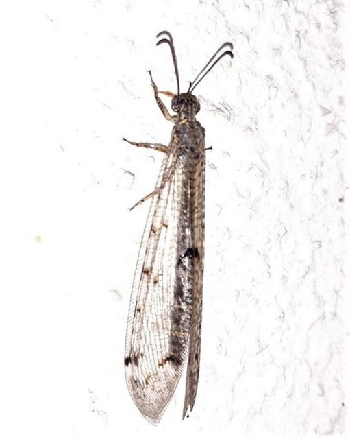 Distoleon tetragrammicus - négyfoltos hangyaleső