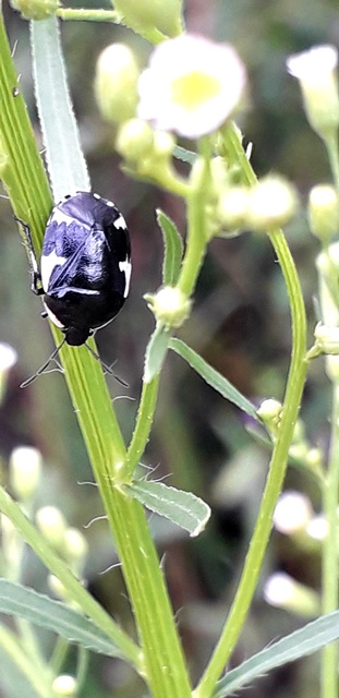 Tritomegas sexmaculatus - hatfoltos földipoloska