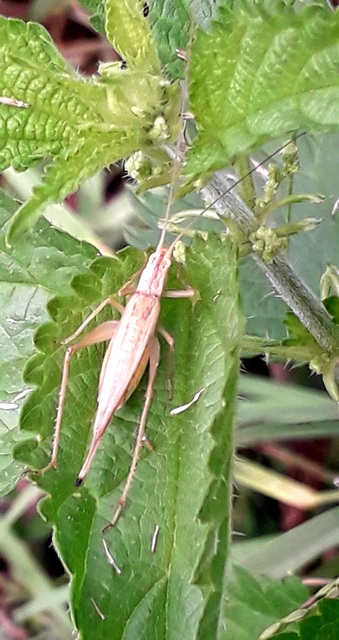 Oecanthus pellucens - pirregőtücsök