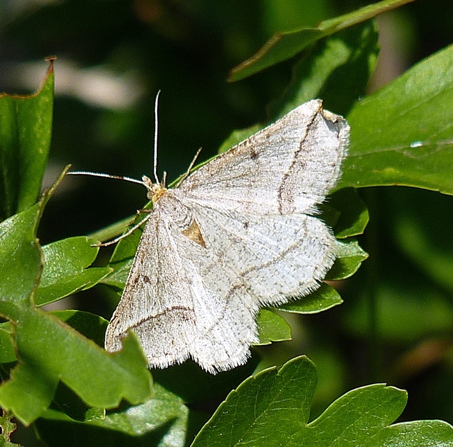 Tephrina arenacearia - lucerna-araszoló