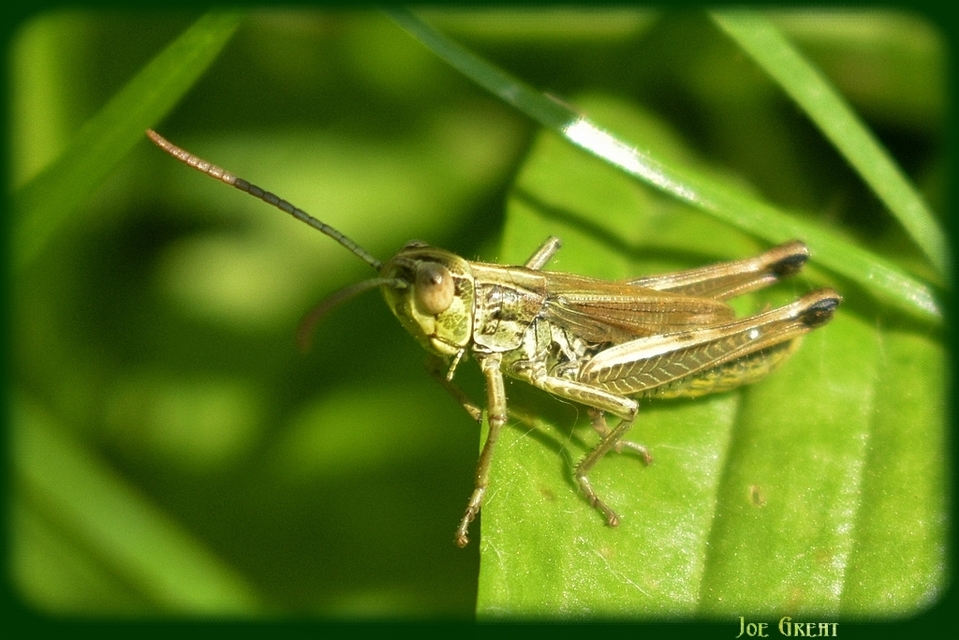 Pseudochorthippus parallelus - közönséges rétisáska