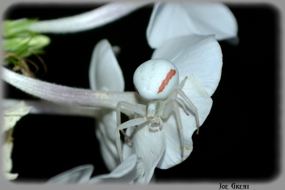 Misumena vatia - viráglakó karolópók