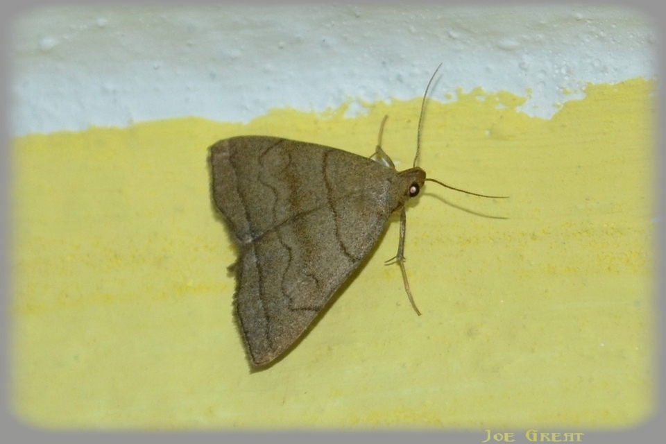 Herminia tarsicrinalis - szőröslábú karcsúbagoly